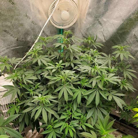 Dragon Mints 4💥 [4/29] growlog timeline photo