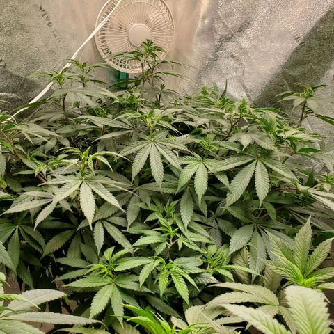 Dragon Mints 4💥 [4/29] growlog timeline photo