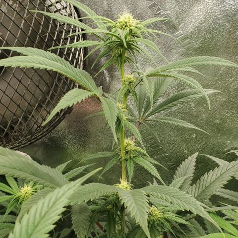 Scooby Snacks 1i 🐕 [4/15] growlog timeline photo