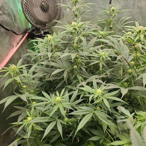 Scooby Snacks 1i 🐕 [4/15] growlog timeline photo