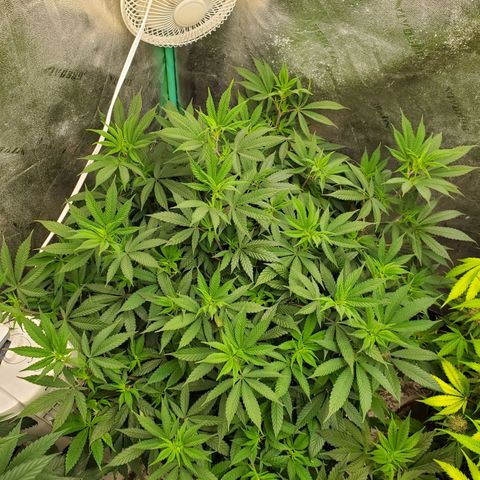 Dragon Mints 4💥 [4/29] growlog timeline photo