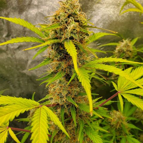 Wedding Cake Auto 1 [3/4] growlog timeline photo