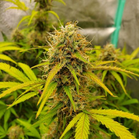 Wedding Cake Auto 1 [3/4] growlog timeline photo