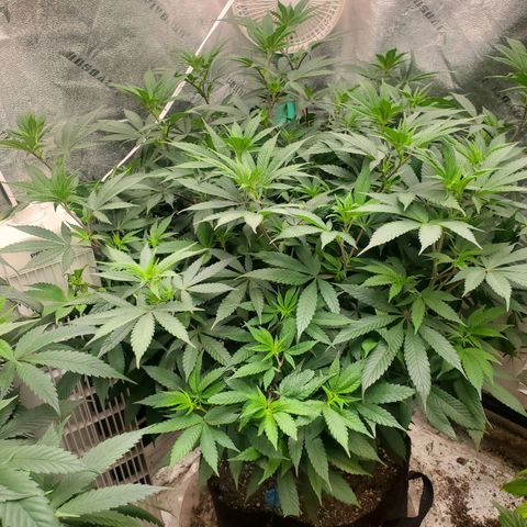 Dragon Mints 4💥 [4/29] growlog timeline photo