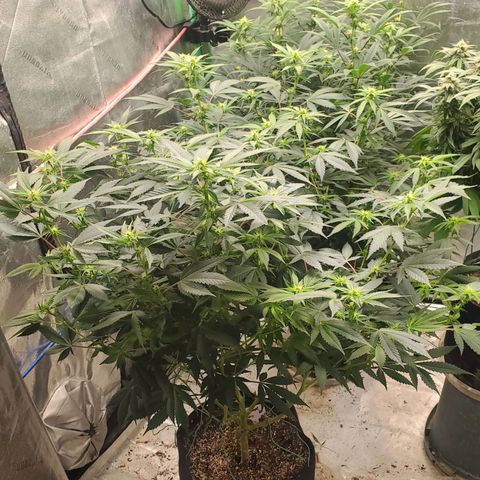 Scooby Snacks 1i 🐕 [4/15] growlog timeline photo