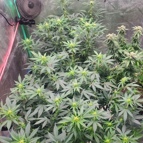 Scooby Snacks 1i 🐕 [4/15] growlog timeline photo