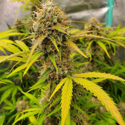 Wedding Cake Auto 1 [3/4] growlog timeline photo