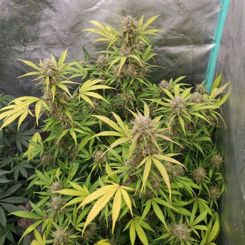 Wedding Cake Auto 1 [3/4] growlog timeline photo
