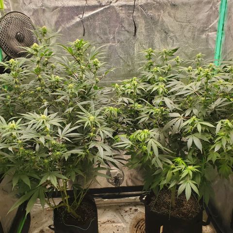 Scooby Snacks 1i 🐕 [4/15] growlog timeline photo