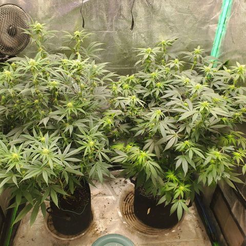 Scooby Snacks 1i 🐕 [4/15] growlog timeline photo