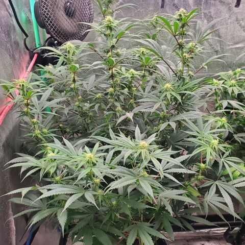 Scooby Snacks 1i 🐕 [4/15] growlog timeline photo