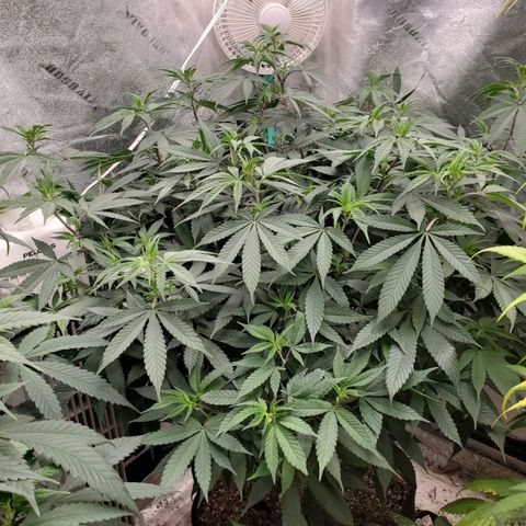 Dragon Mints 4💥 [4/29] growlog timeline photo