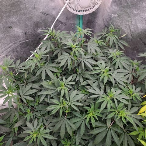 Dragon Mints 4💥 [4/29] growlog timeline photo