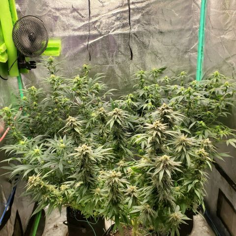 Scooby Snacks 1i 🐕 [4/15] growlog timeline photo