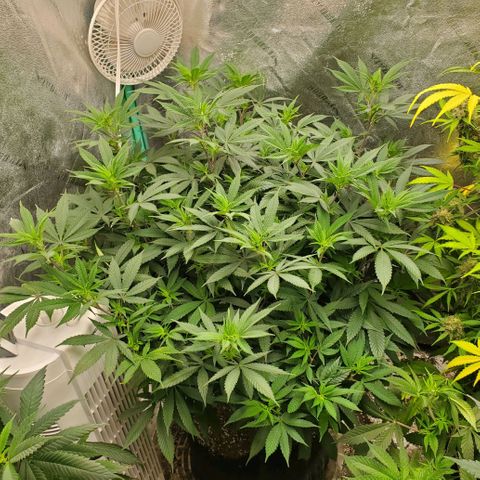 Dragon Mints 4💥 [4/29] growlog timeline photo
