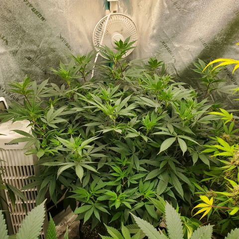 Dragon Mints 4💥 [4/29] growlog timeline photo