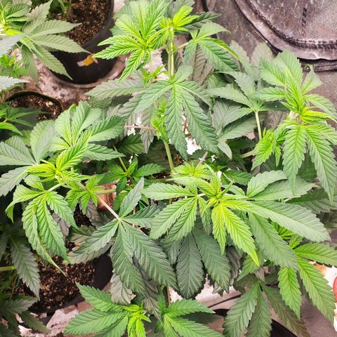 Vanilla Drip 1🍦 [6/24] growlog timeline photo