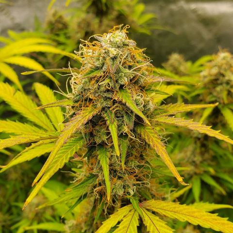 Wedding Cake Auto 1 [3/4] growlog timeline photo