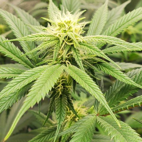 Scooby Snacks 1i 🐕 [4/15] growlog timeline photo