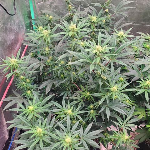Scooby Snacks 1i 🐕 [4/15] growlog timeline photo