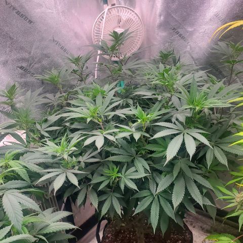 Dragon Mints 4💥 [4/29] growlog timeline photo
