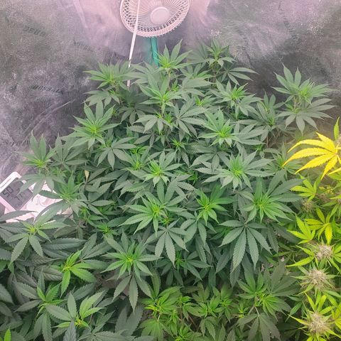 Dragon Mints 4💥 [4/29] growlog timeline photo