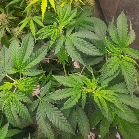 Vanilla Drip 1🍦 [6/24] growlog timeline photo