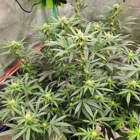 Scooby Snacks 1i 🐕 [4/15] growlog timeline photo