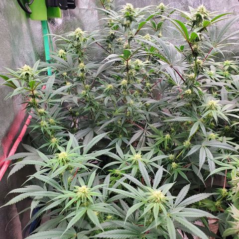 Scooby Snacks 1i 🐕 [4/15] growlog timeline photo
