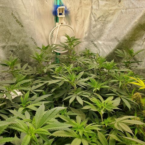 Dragon Mints 4💥 [4/29] growlog timeline photo