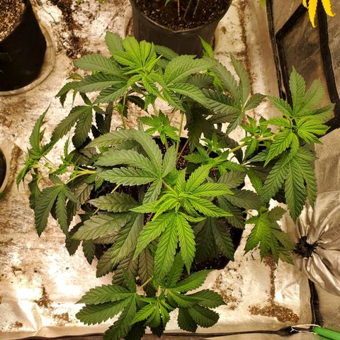 Vanilla Drip 1🍦 [6/24] growlog timeline photo