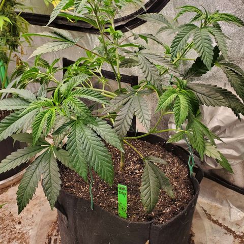 Vanilla Drip 1🍦 [6/24] growlog timeline photo