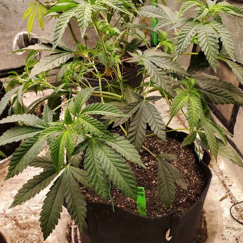 Vanilla Drip 1🍦 [6/24] growlog timeline photo