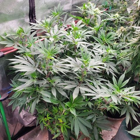Dragon Mints 4💥 [4/29] growlog timeline photo