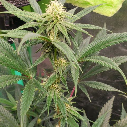 Scooby Snacks 1i 🐕 [4/15] growlog timeline photo