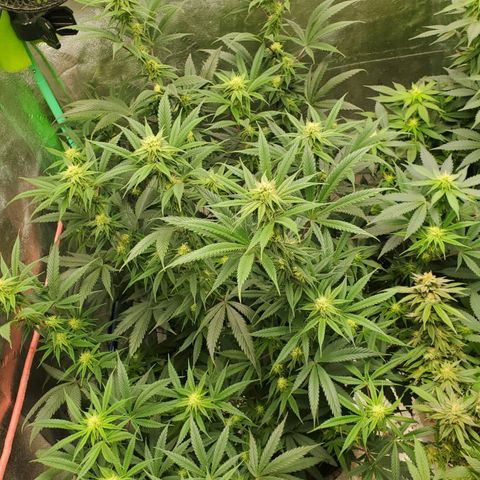 Scooby Snacks 1i 🐕 [4/15] growlog timeline photo