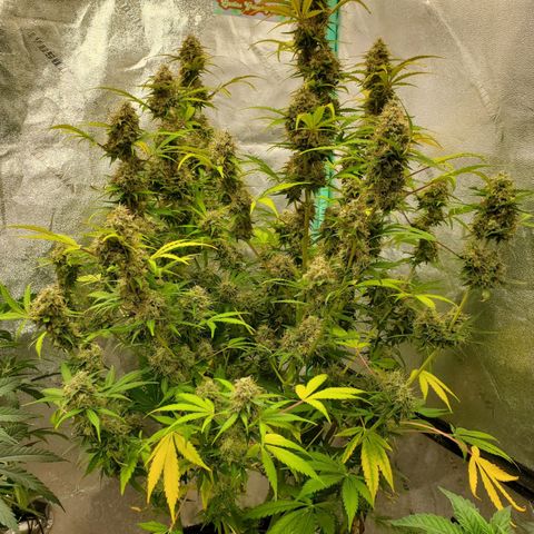 Wedding Cake Auto 1 [3/4] growlog timeline photo