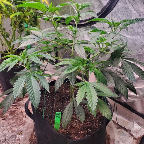 Vanilla Drip 1🍦 [6/24] growlog timeline photo