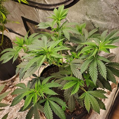 Vanilla Drip 1🍦 [6/24] growlog timeline photo