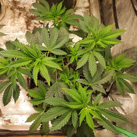 Vanilla Drip 1🍦 [6/24] growlog timeline photo