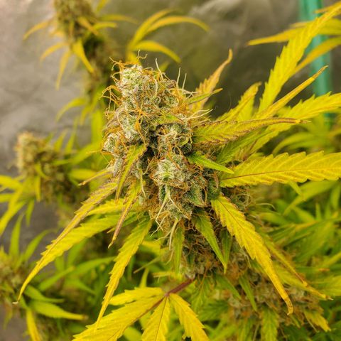 Wedding Cake Auto 1 [3/4] growlog timeline photo