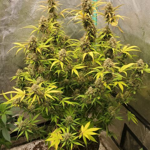 Wedding Cake Auto 1 [3/4] growlog timeline photo