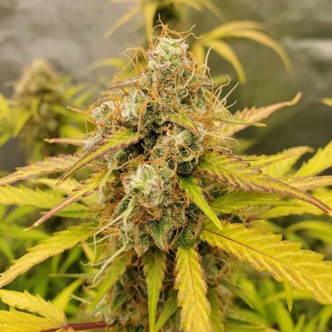 Wedding Cake Auto 1 [3/4] growlog timeline photo