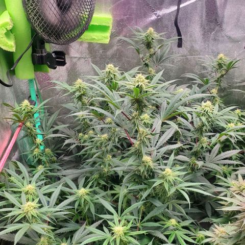 Scooby Snacks 1i 🐕 [4/15] growlog timeline photo