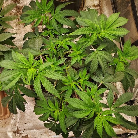 Vanilla Drip 1🍦 [6/24] growlog timeline photo