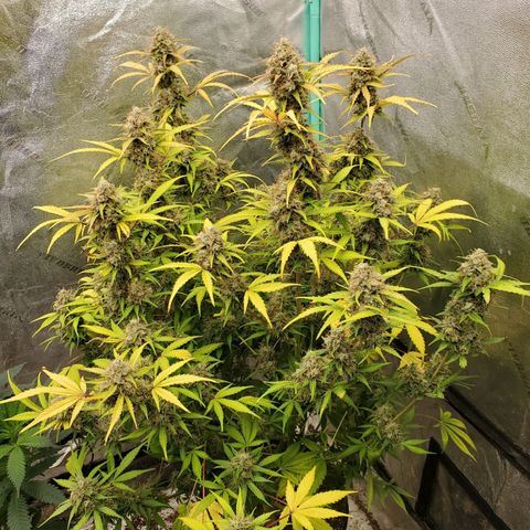 Wedding Cake Auto 1 [3/4] growlog timeline photo