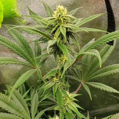 Scooby Snacks 1i 🐕 [4/15] growlog timeline photo