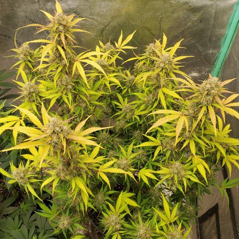 Wedding Cake Auto 1 [3/4] growlog timeline photo