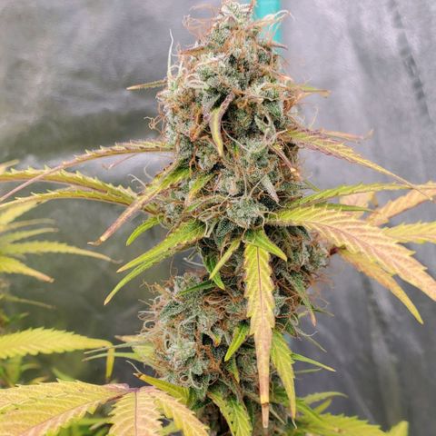 Wedding Cake Auto 1 [3/4] growlog timeline photo