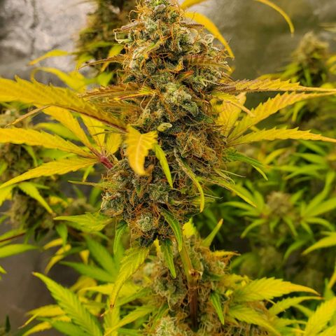 Wedding Cake Auto 1 [3/4] growlog timeline photo